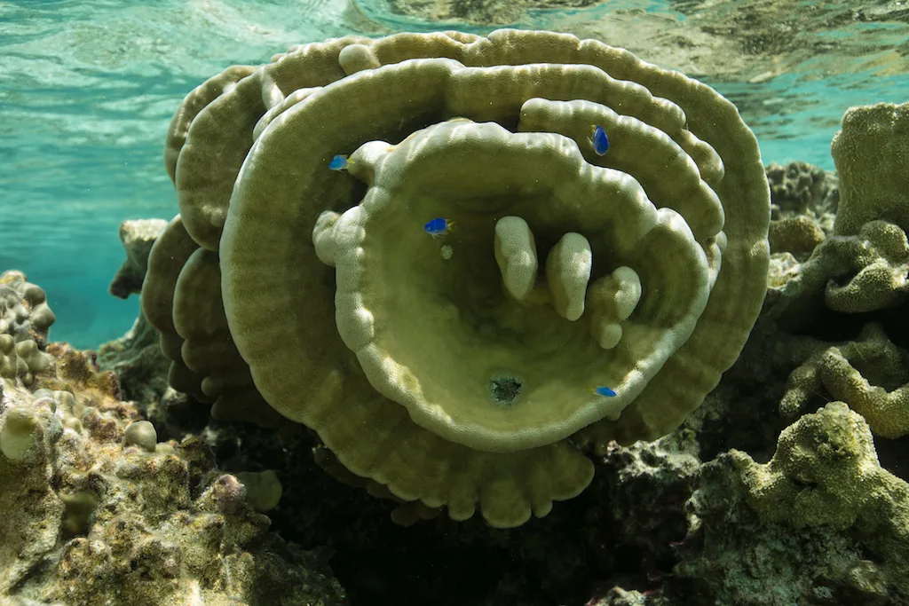 Fafarua Lodge · Tikehau