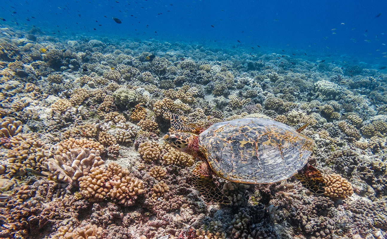 Instant à Fafarua Lodge, Tikehau
